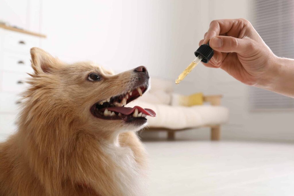 The Role of CBD Oil Reviews in Understanding Dosage for Dogs