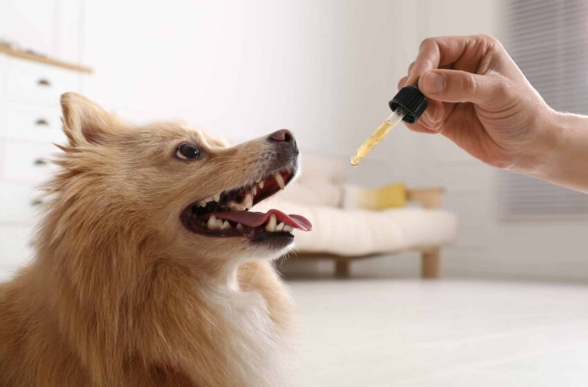  The Role of CBD Oil Reviews in Understanding Dosage for Dogs